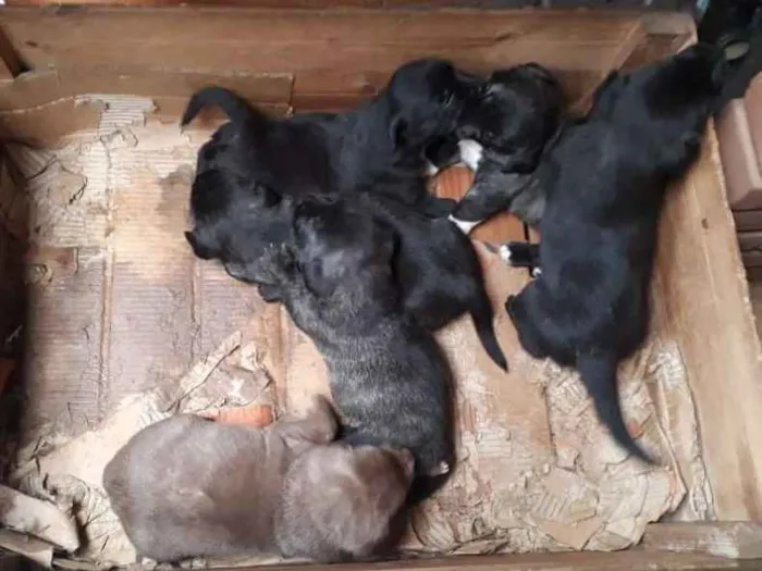Cachorro ra a Vira lata idade Abaixo de 2 meses nome Filhotes