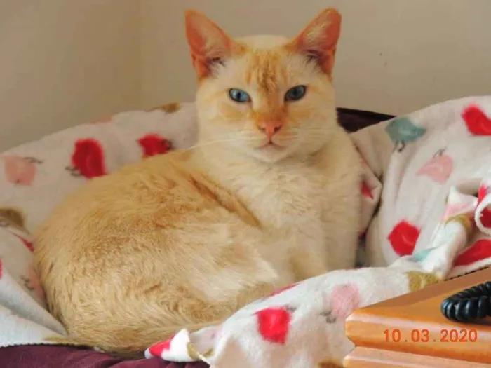 Gato ra a SRD idade 2 anos nome Alemão