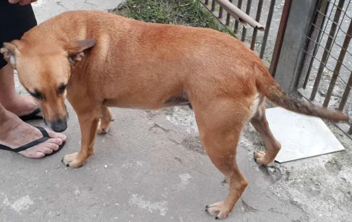 Cachorro ra a SRD idade 3 anos nome TED