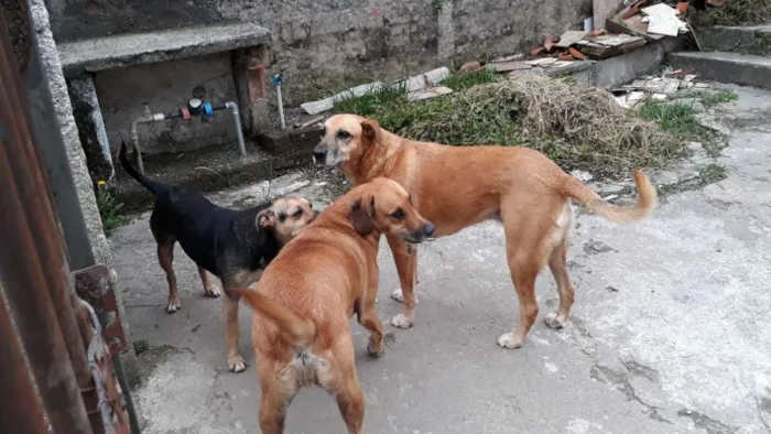 Cachorro ra a SRD idade 3 anos nome TED