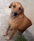 TED