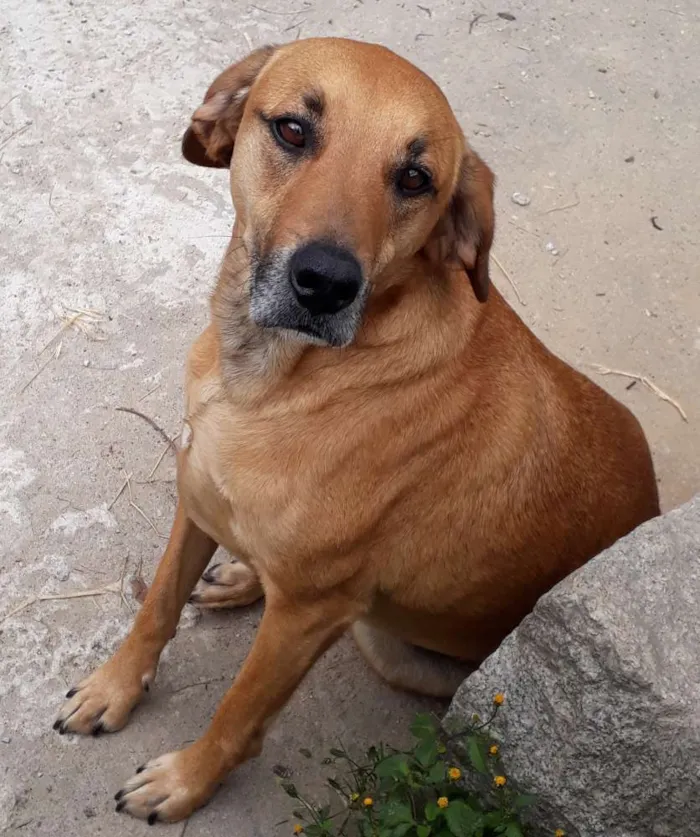 Cachorro ra a SRD idade 3 anos nome TED