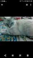 Lady