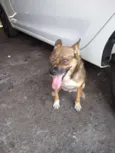 Rapozinha