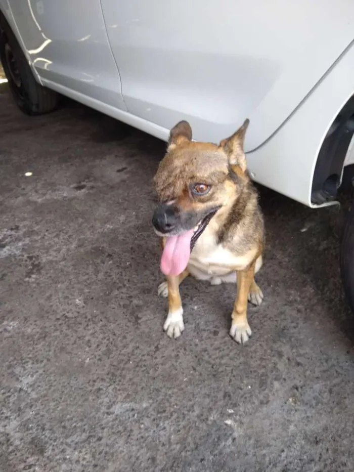 Cachorro ra a srd idade 4 anos nome Rapozinha