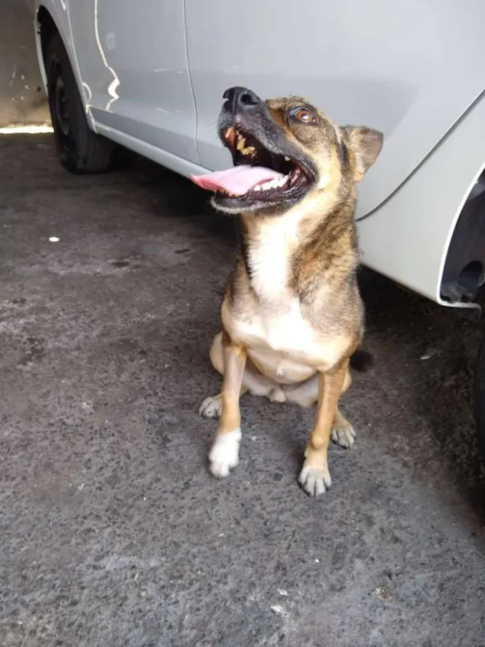 Cachorro ra a srd idade 4 anos nome Rapozinha