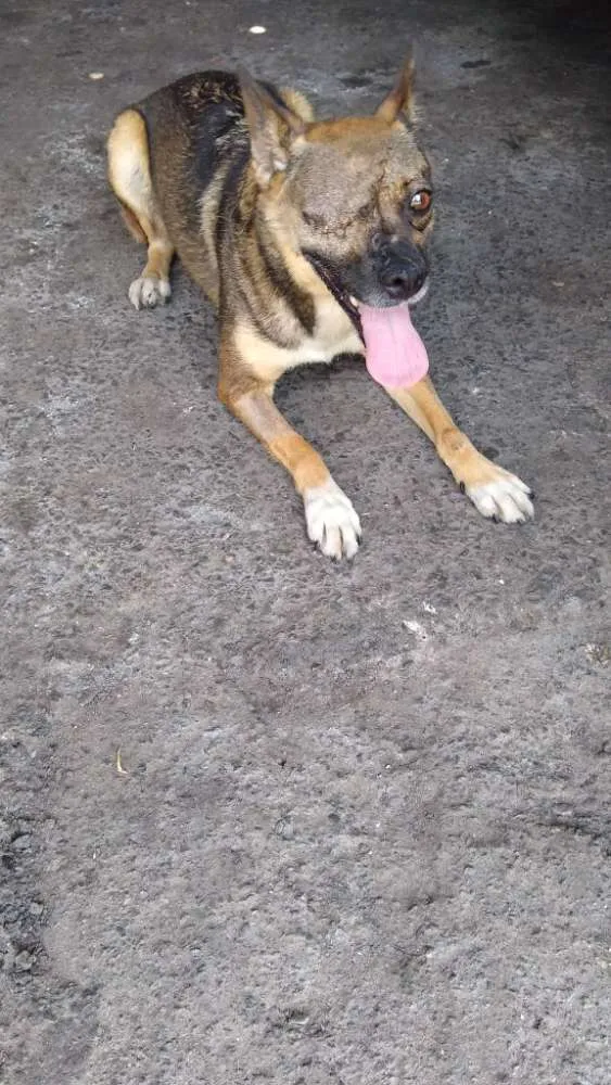 Cachorro ra a srd idade 4 anos nome Rapozinha