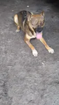Rapozinha