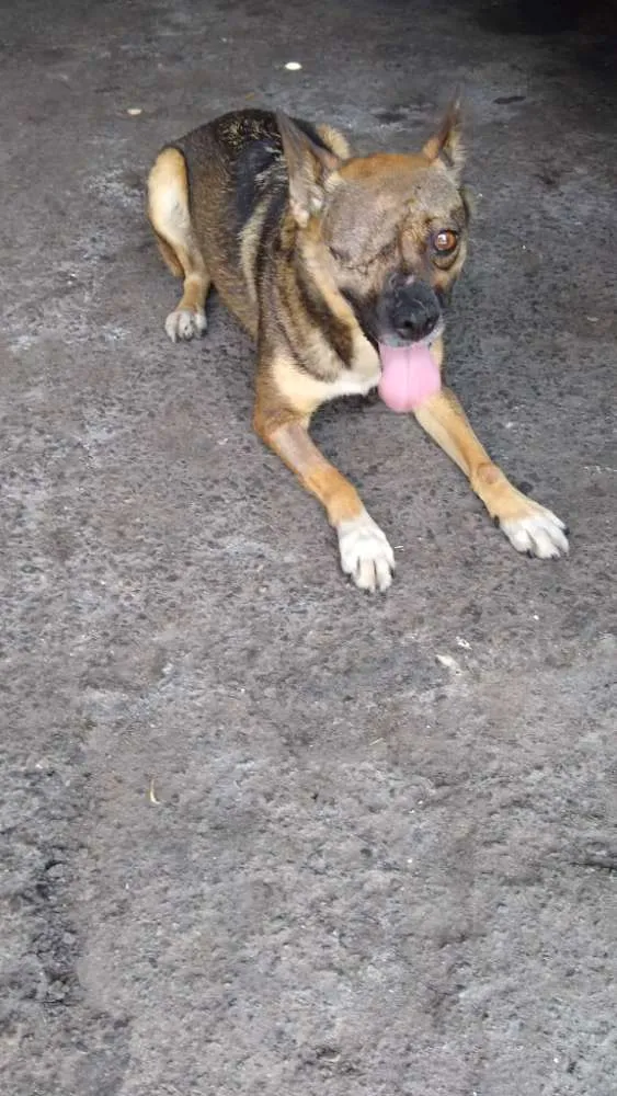 Cachorro ra a srd idade 4 anos nome Rapozinha