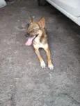 Rapozinha
