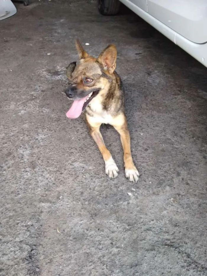 Cachorro ra a srd idade 4 anos nome Rapozinha