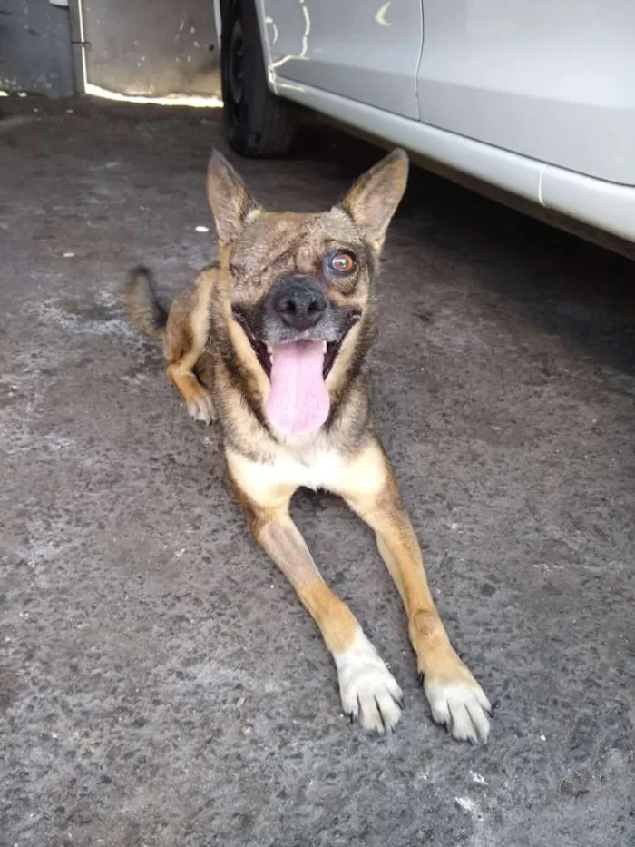 Cachorro ra a srd idade 4 anos nome Rapozinha