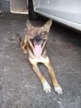 Rapozinha
