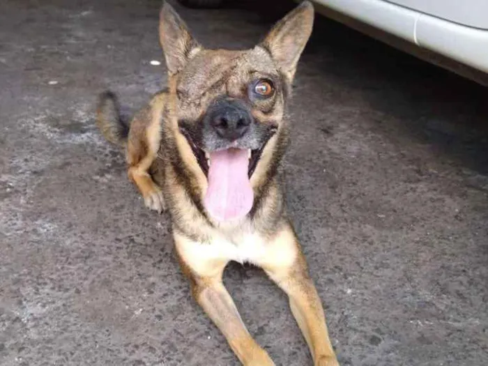 Cachorro ra a srd idade 4 anos nome Rapozinha