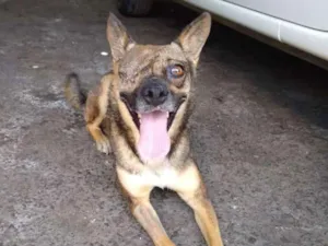 Cachorro raça srd idade 4 anos nome Rapozinha