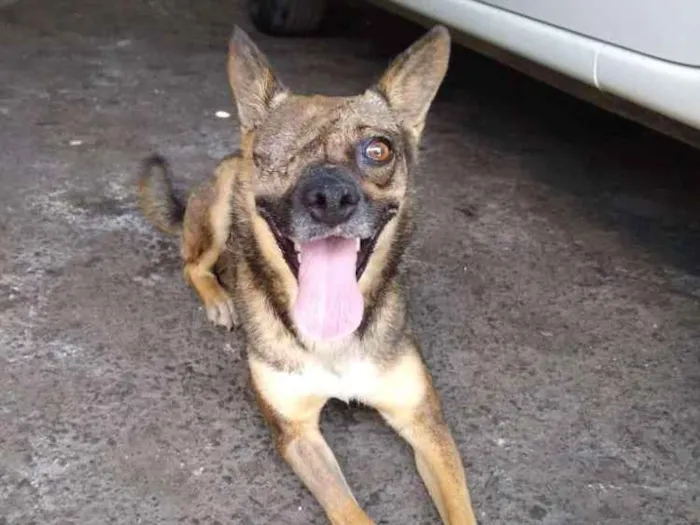 Cachorro ra a srd idade 4 anos nome Rapozinha