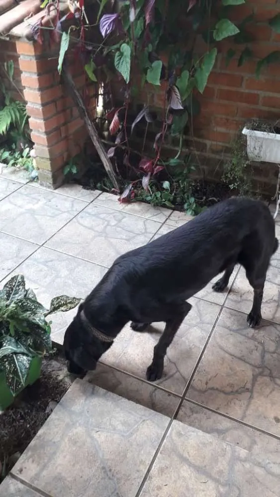 Cachorro ra a Vira lata  idade 2 anos nome Mila
