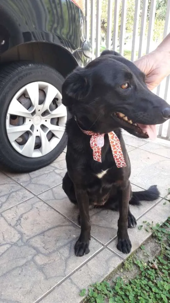 Cachorro ra a Vira lata  idade 2 anos nome Mila