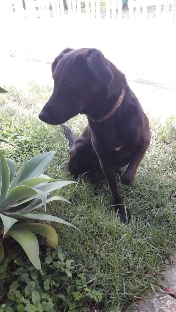 Cachorro ra a Vira lata  idade 2 anos nome Mila