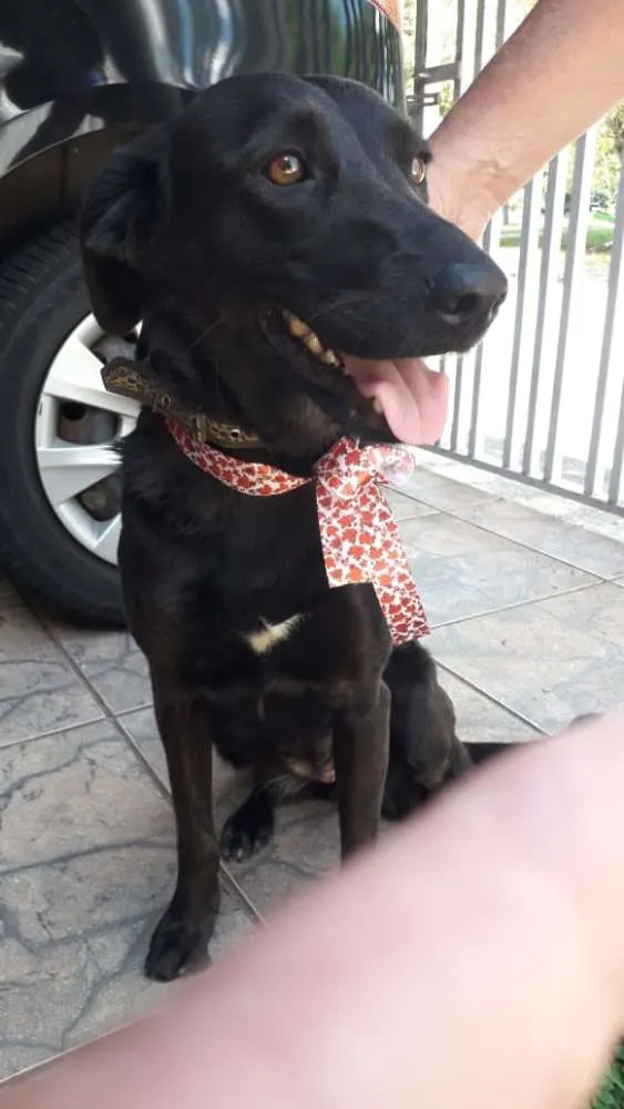 Cachorro ra a Vira lata  idade 2 anos nome Mila