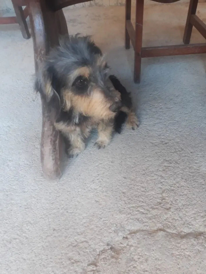 Cachorro ra a Indefinido  idade 2 anos nome Lili