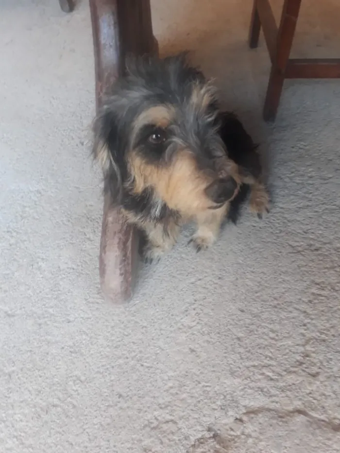 Cachorro ra a Indefinido  idade 2 anos nome Lili
