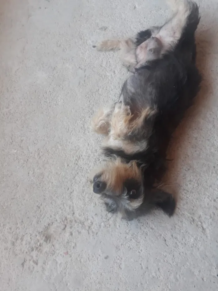 Cachorro ra a Indefinido  idade 2 anos nome Lili