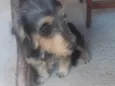 Lili