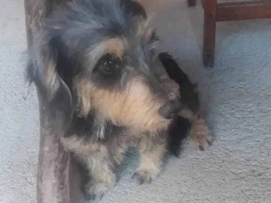 Cachorro ra a Indefinido  idade 2 anos nome Lili