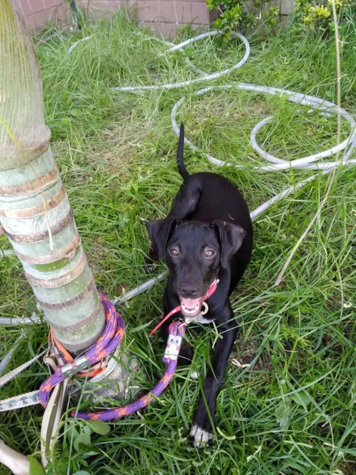 Cachorro ra a Srd idade 2 a 6 meses nome Peter