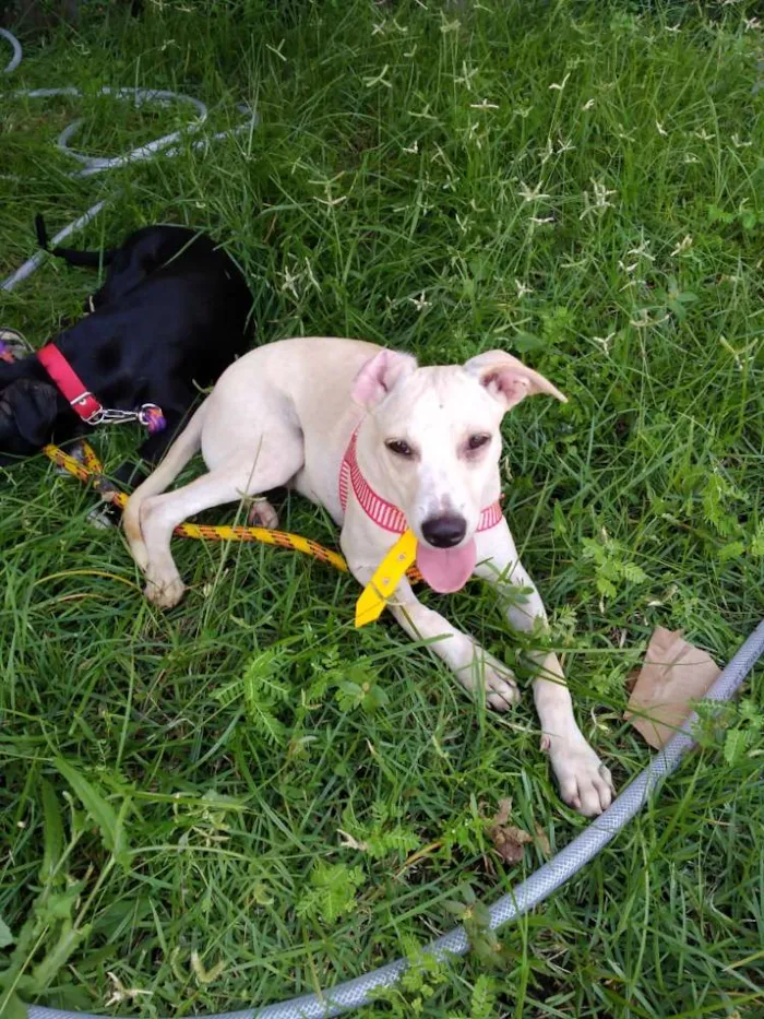 Cachorro ra a Srd idade 2 a 6 meses nome Bolt