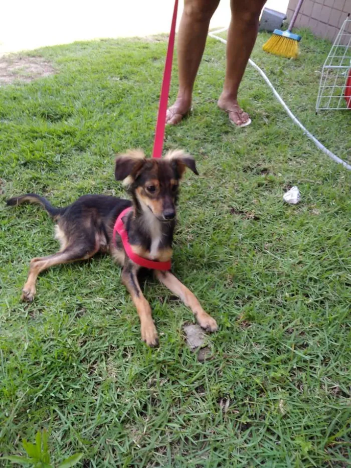 Cachorro ra a Srd idade 7 a 11 meses nome Miguel