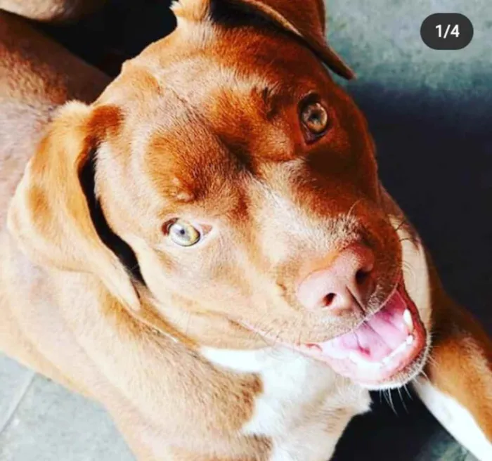Cachorro raça Indefenida- Pitbull com labrad idade 4 anos nome Orion