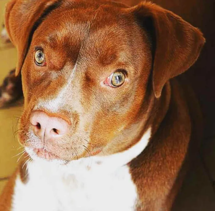 Cachorro raça Indefenida- Pitbull com labrad idade 4 anos nome Orion
