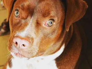 Cachorro raça Indefenida- Pitbull com labrad idade 4 anos nome Orion