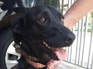 Cachorro raça Vira lata  idade 2 anos nome Mila