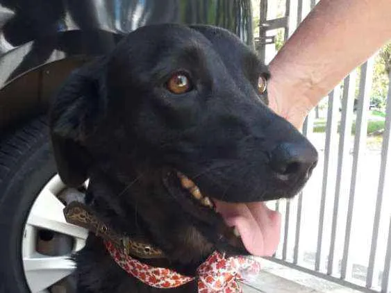 Cachorro ra a Vira lata  idade 2 anos nome Mila