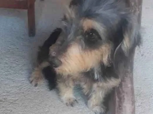 Cachorro ra a Indefinido  idade 2 anos nome Lili