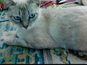 Gato raça Mestiça a Seamêsses  idade 2 a 6 meses nome Lady
