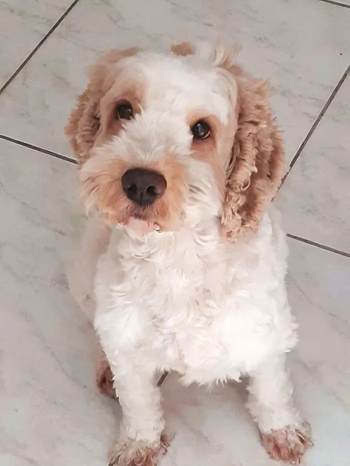 Cachorro ra a Mestiço de Cocker  idade 5 anos nome Lois 