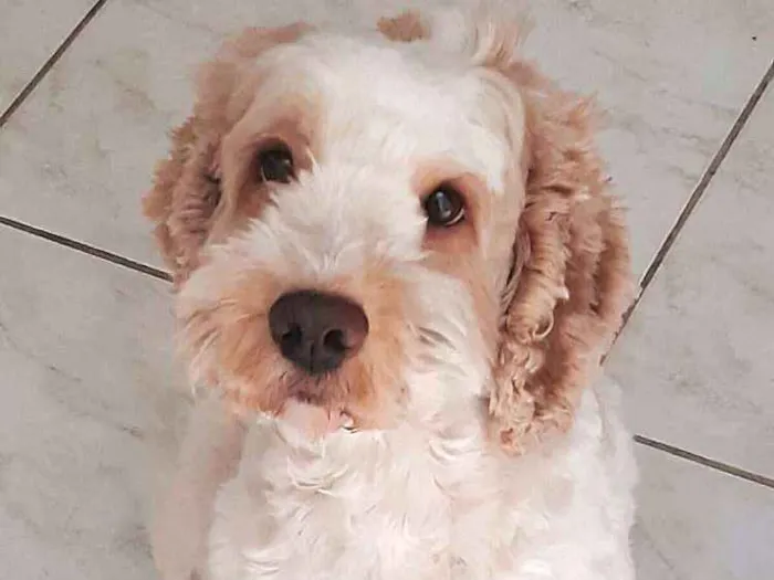 Cachorro ra a Mestiço de Cocker  idade 5 anos nome Lois 