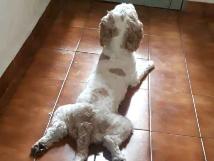 Cachorro ra a Mestiço de Cocker  idade 5 anos nome Lois 