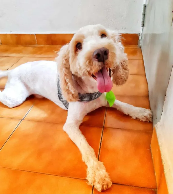 Cachorro ra a Mestiço de Cocker  idade 5 anos nome Lois 