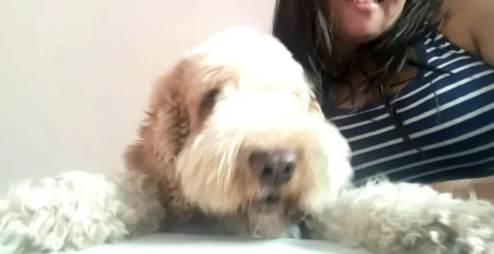 Cachorro ra a Mestiço de Cocker  idade 5 anos nome Lois 