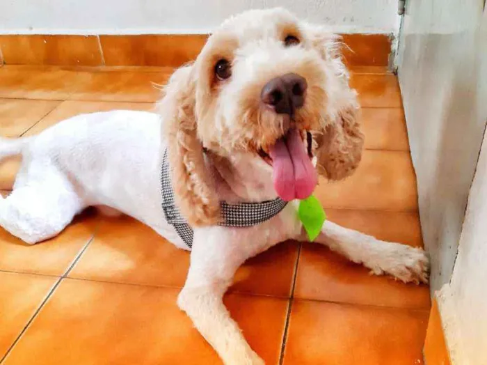 Cachorro ra a Mestiço de Cocker  idade 5 anos nome Lois 