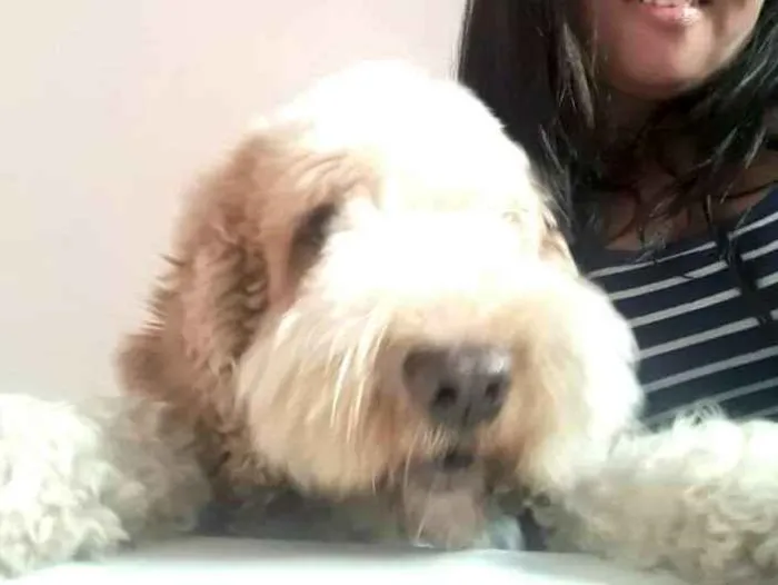 Cachorro ra a Mestiço de Cocker  idade 5 anos nome Lois 