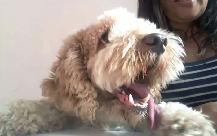 Cachorro ra a Mestiço de Cocker  idade 5 anos nome Lois 