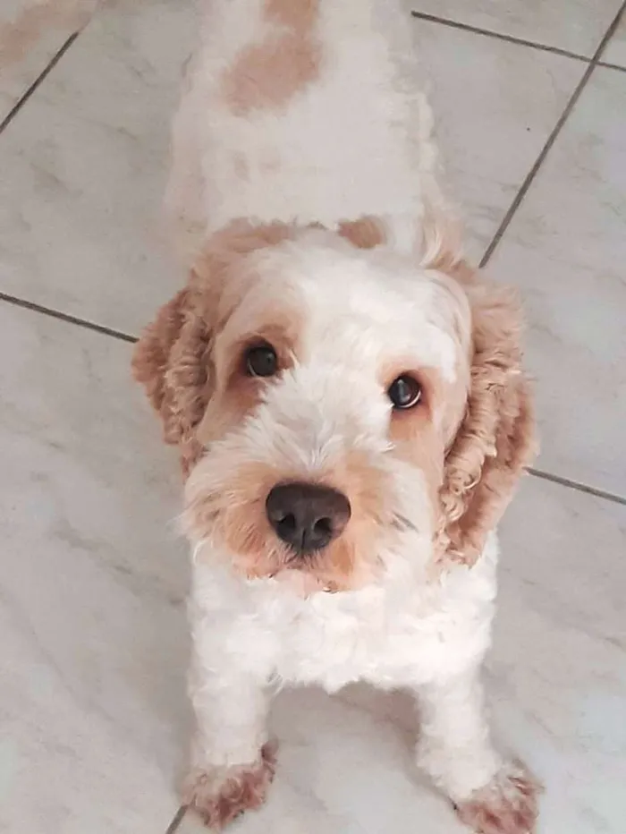Cachorro ra a Mestiço de Cocker  idade 5 anos nome Lois 