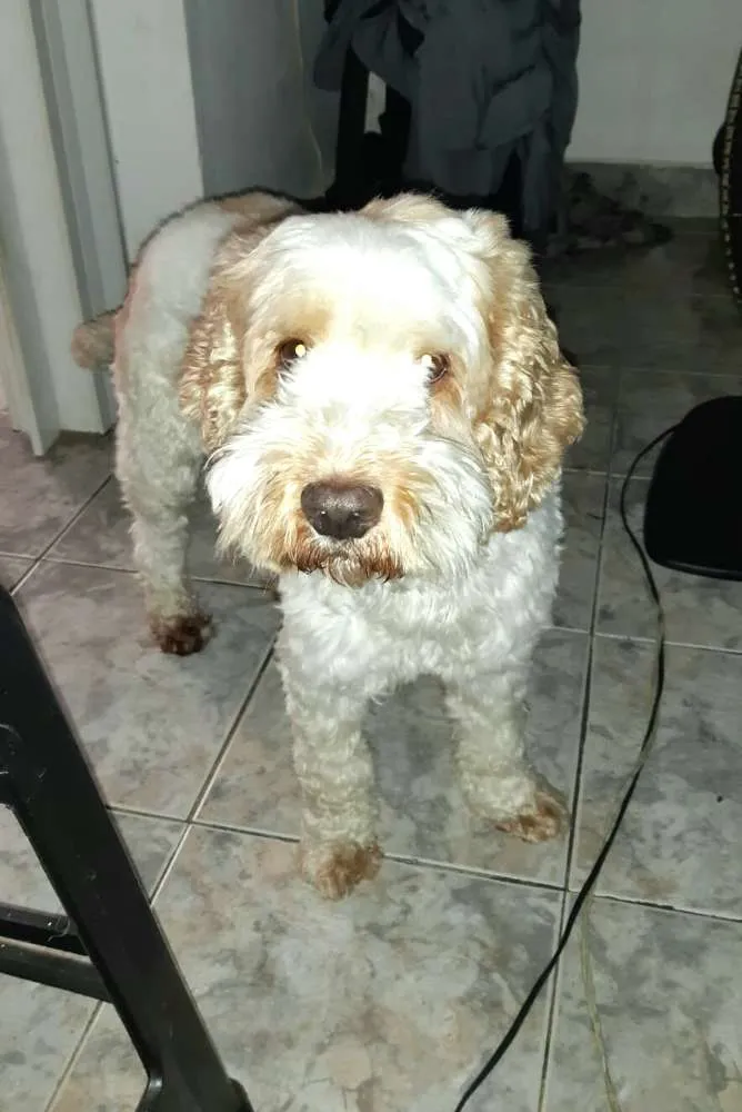 Cachorro ra a Mestiço de Cocker  idade 5 anos nome Lois 