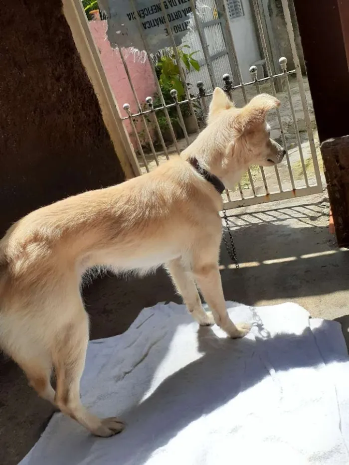 Cachorro ra a Srd idade 1 ano nome Nala